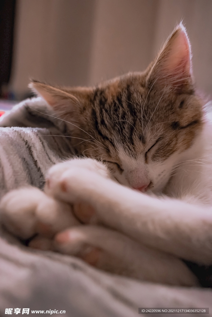 猫