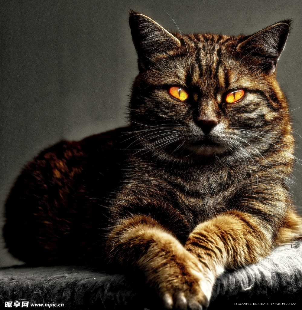 猫