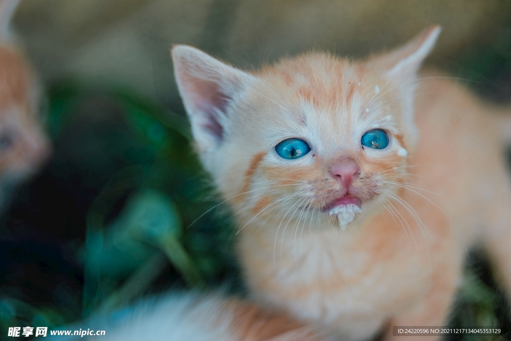 猫