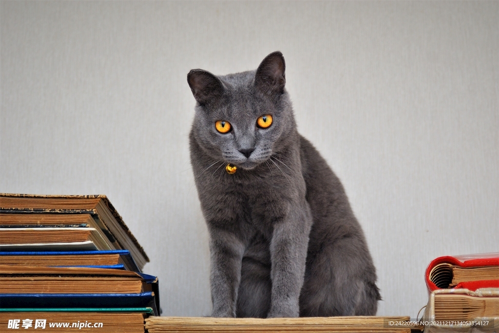 猫