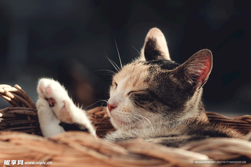 猫