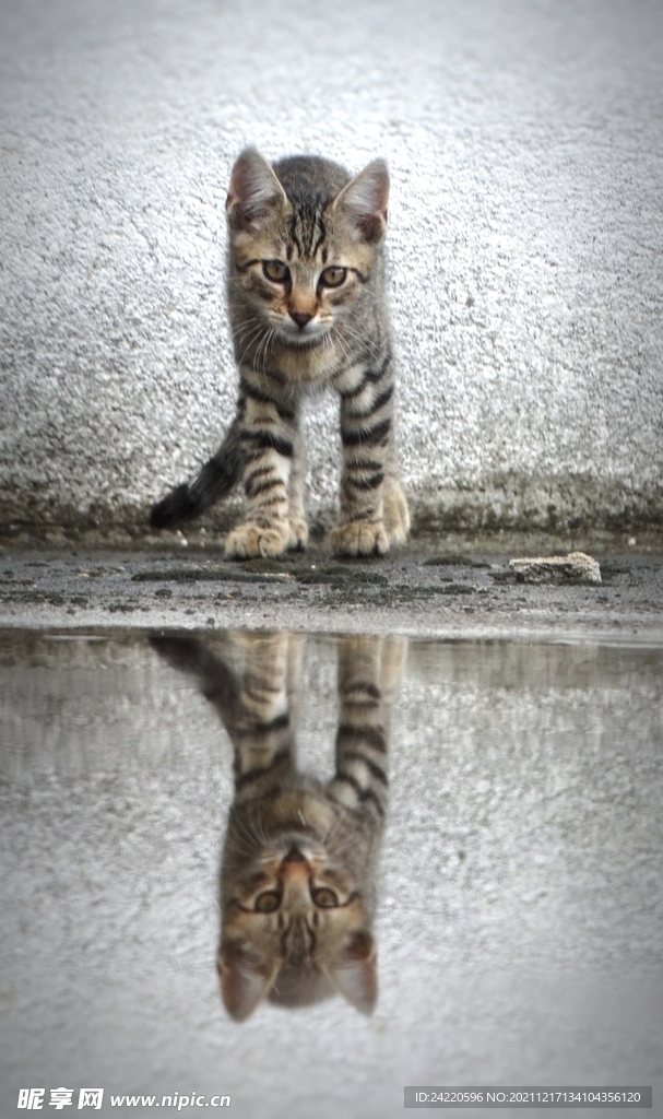 猫