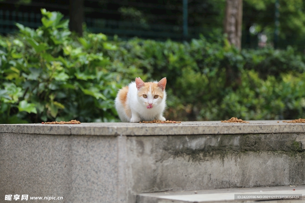 猫
