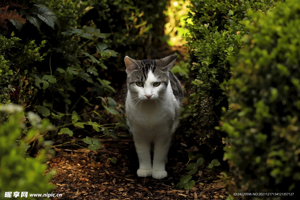 猫