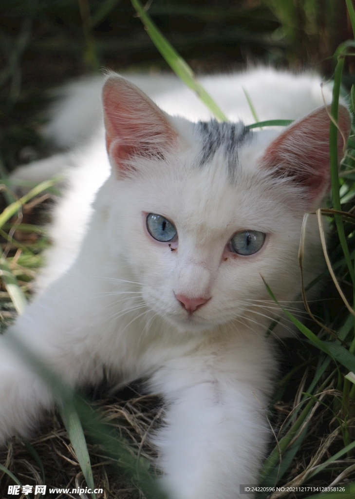 猫