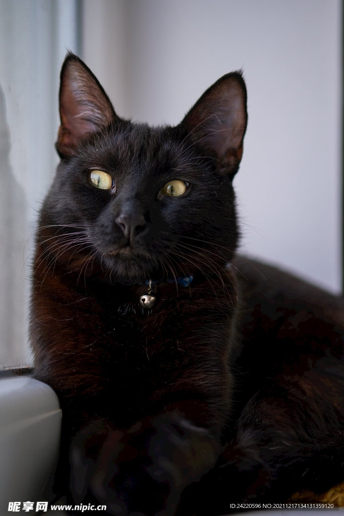 猫
