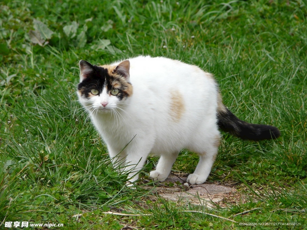 猫