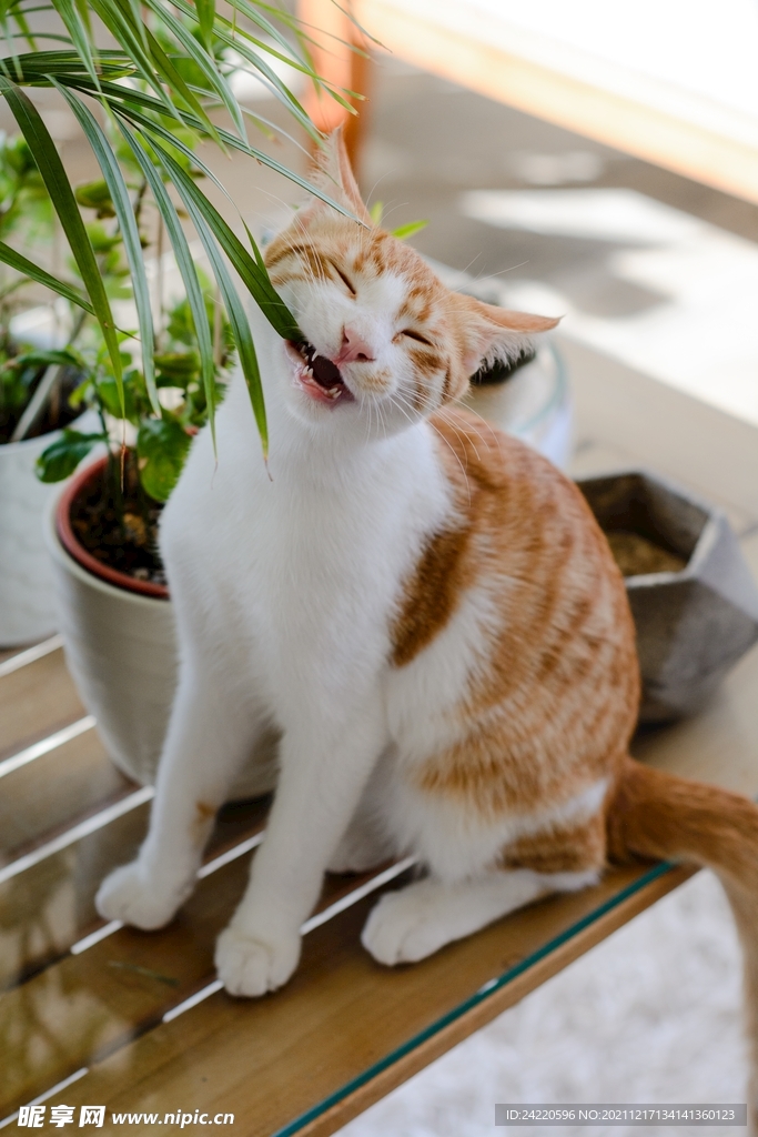 猫