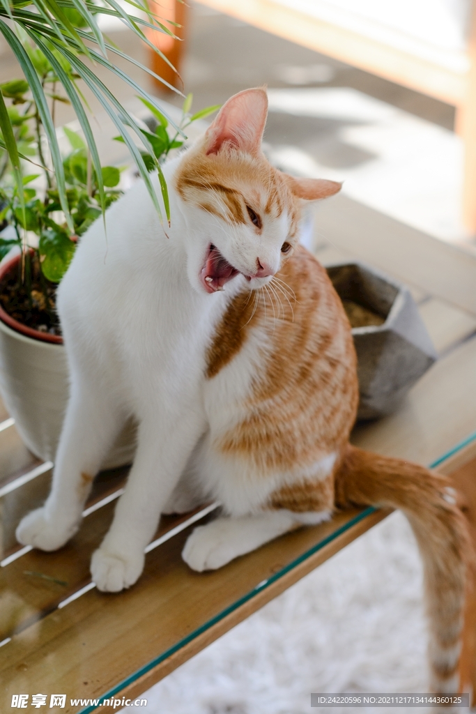 猫