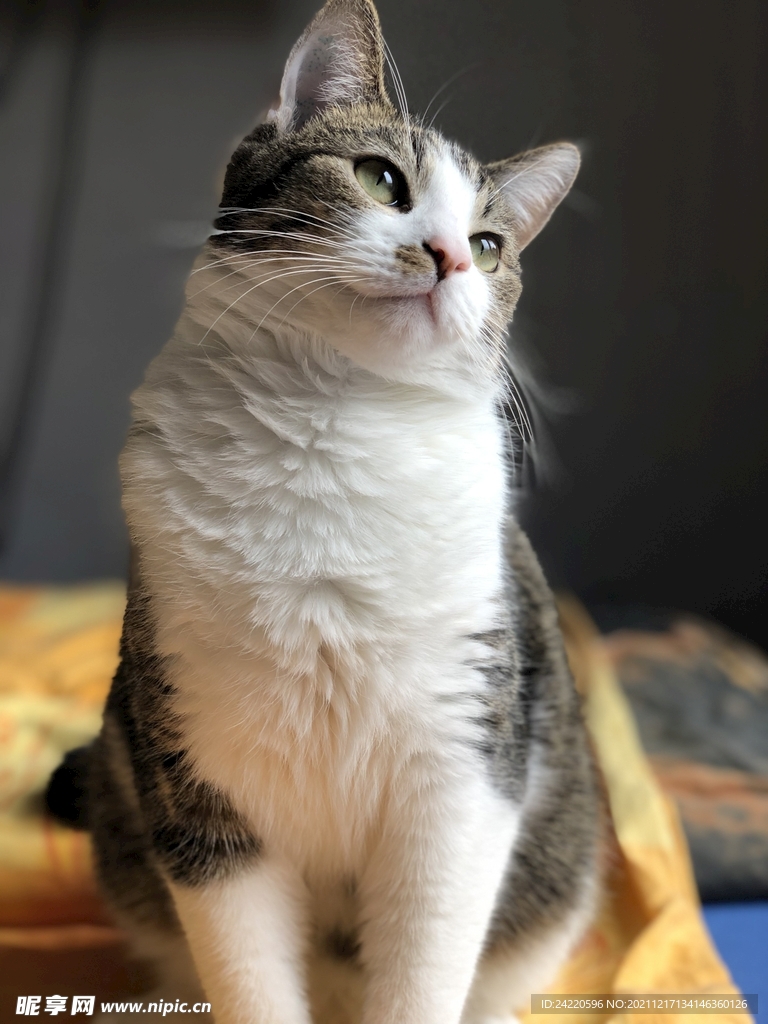 猫
