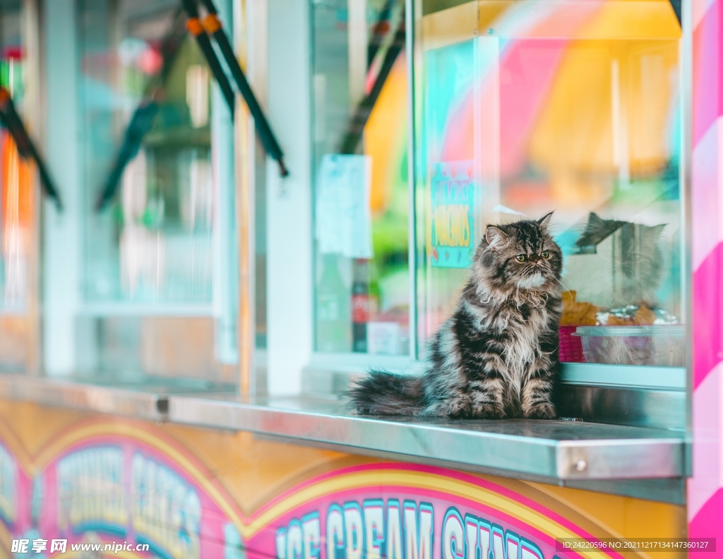 猫
