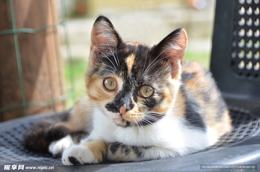 猫