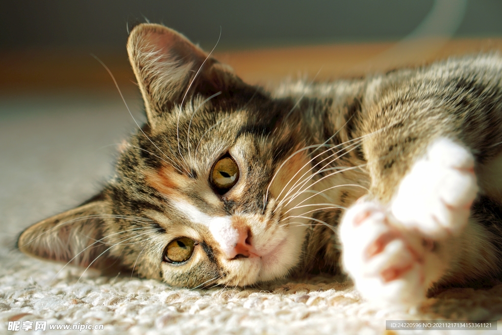 猫