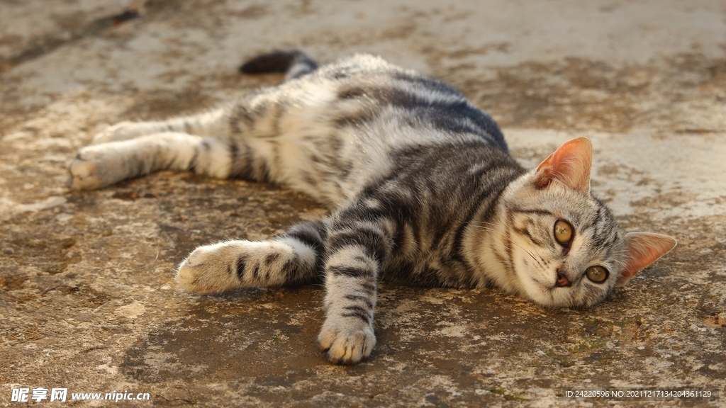 猫
