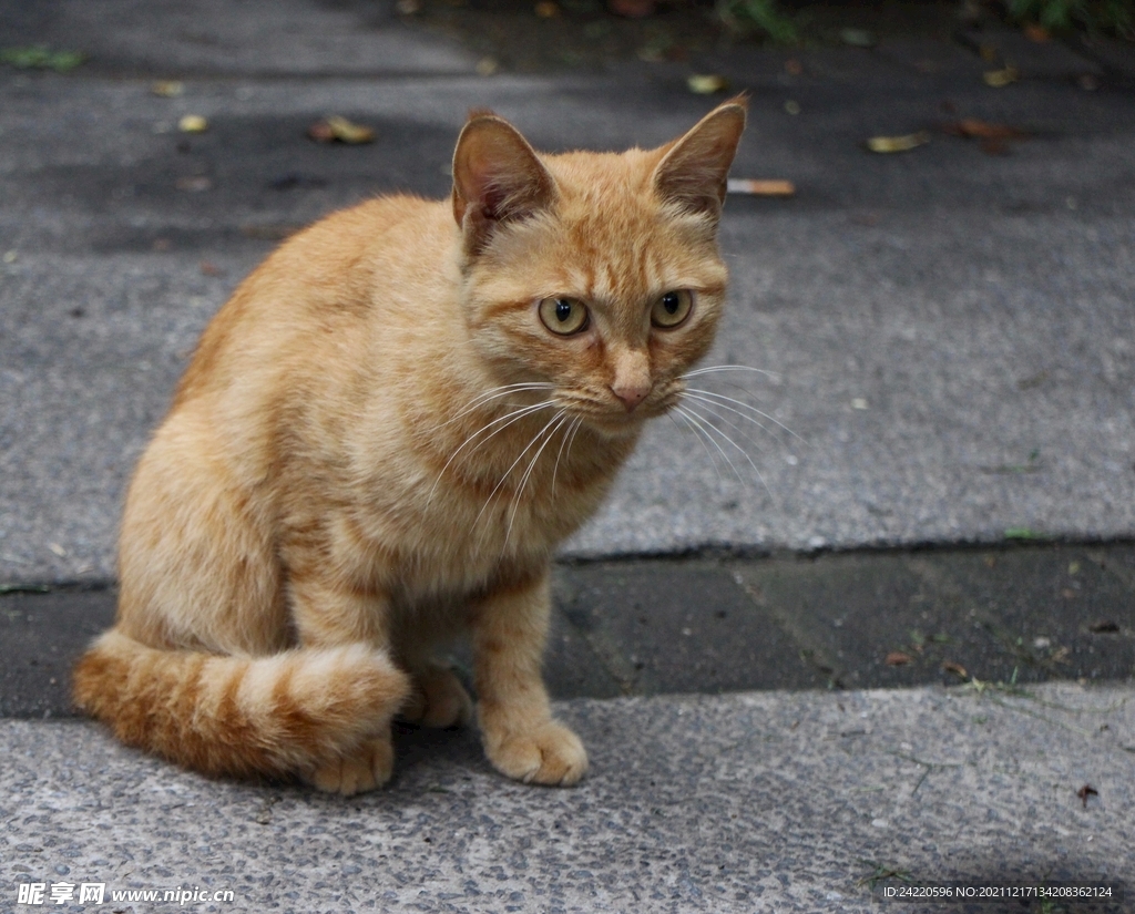 猫