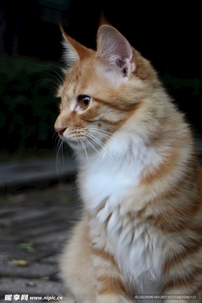 猫