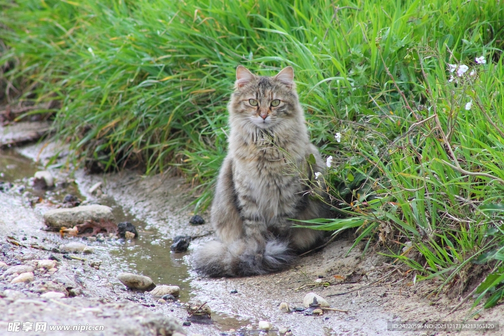 猫