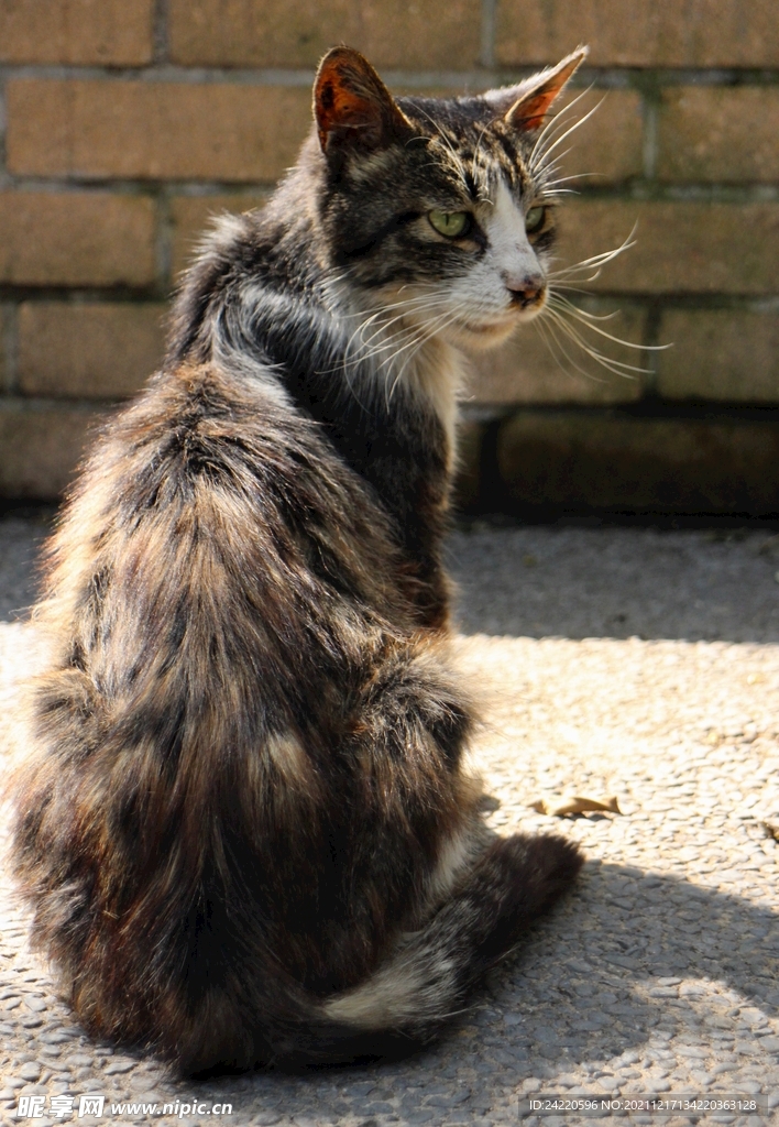 猫