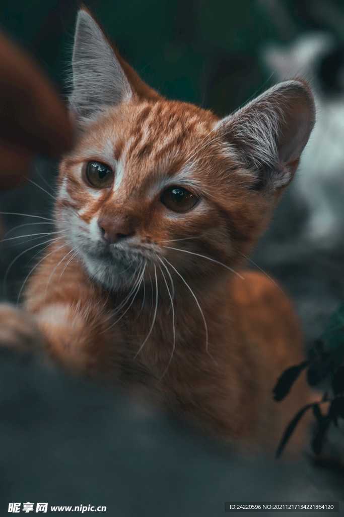 猫