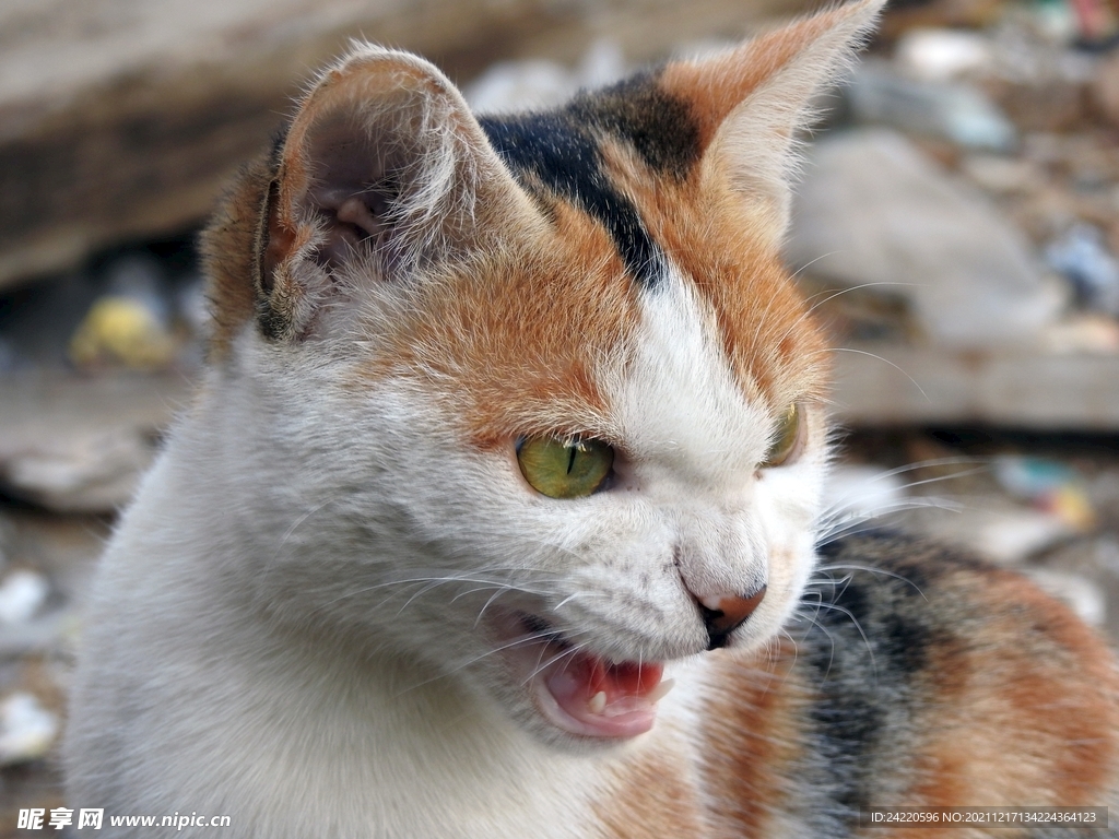 猫