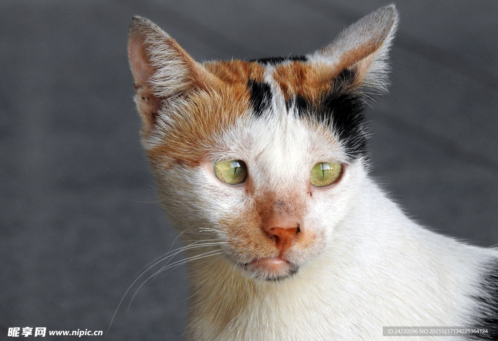 猫