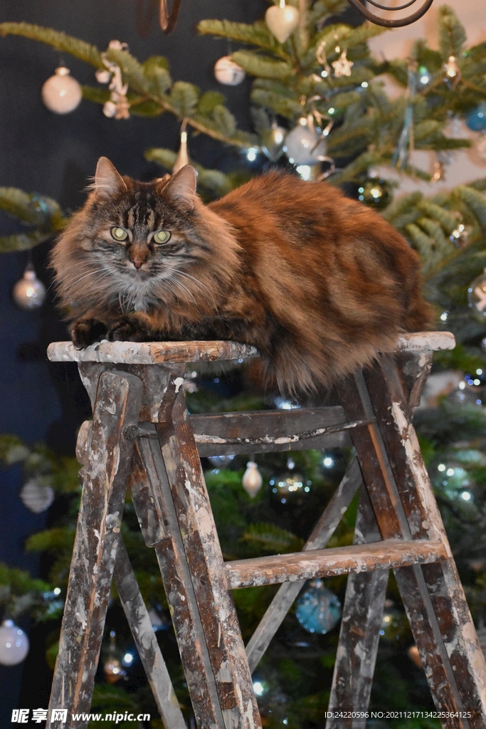猫