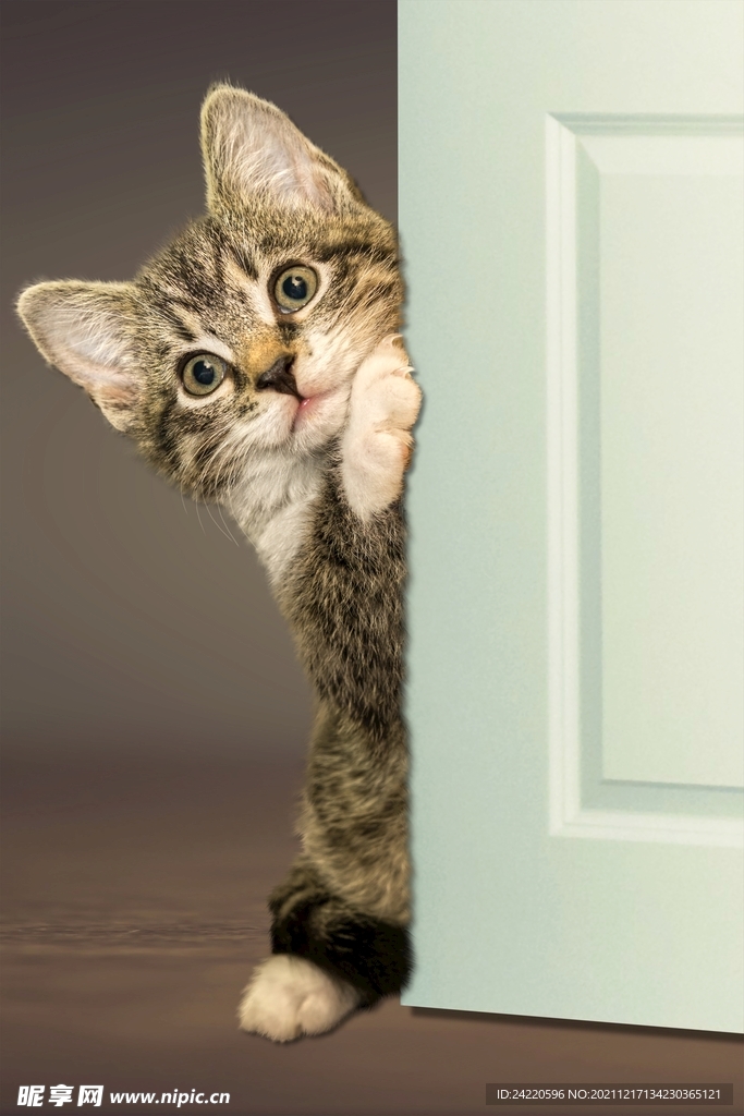 猫