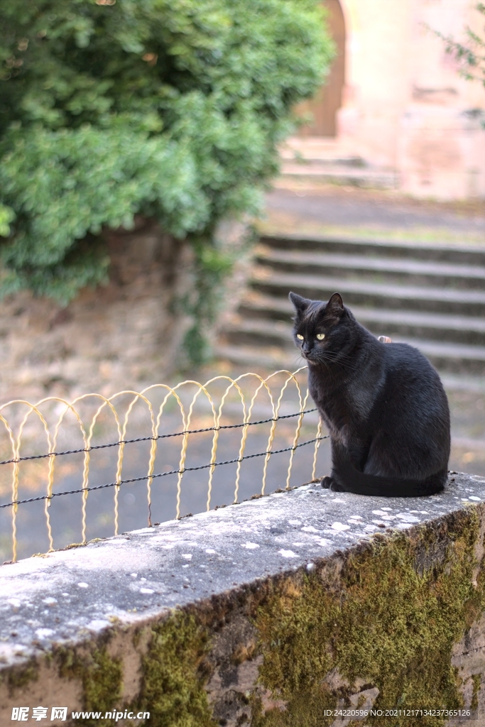 猫