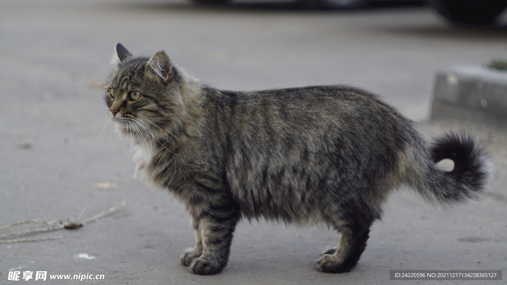 猫