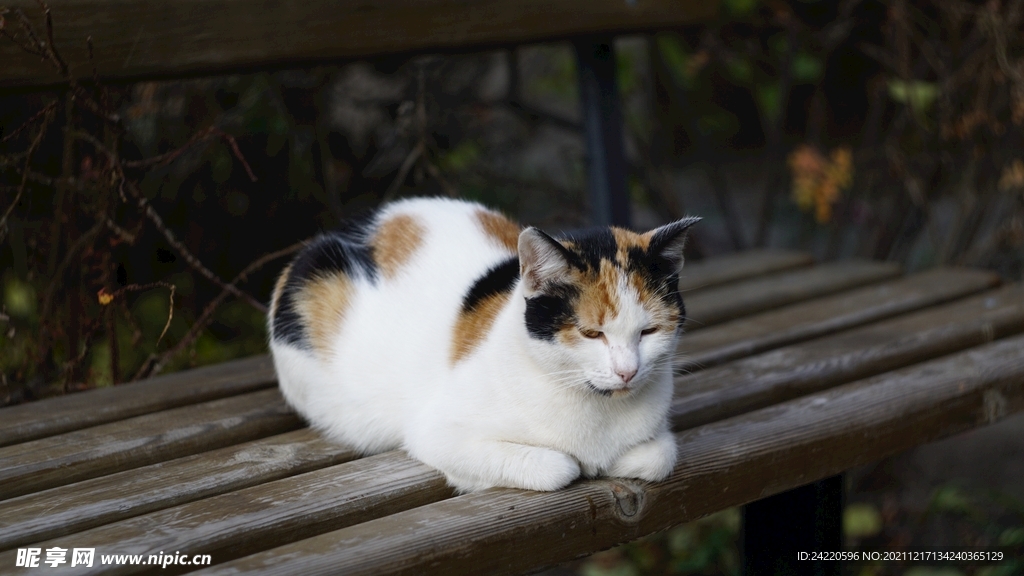 猫