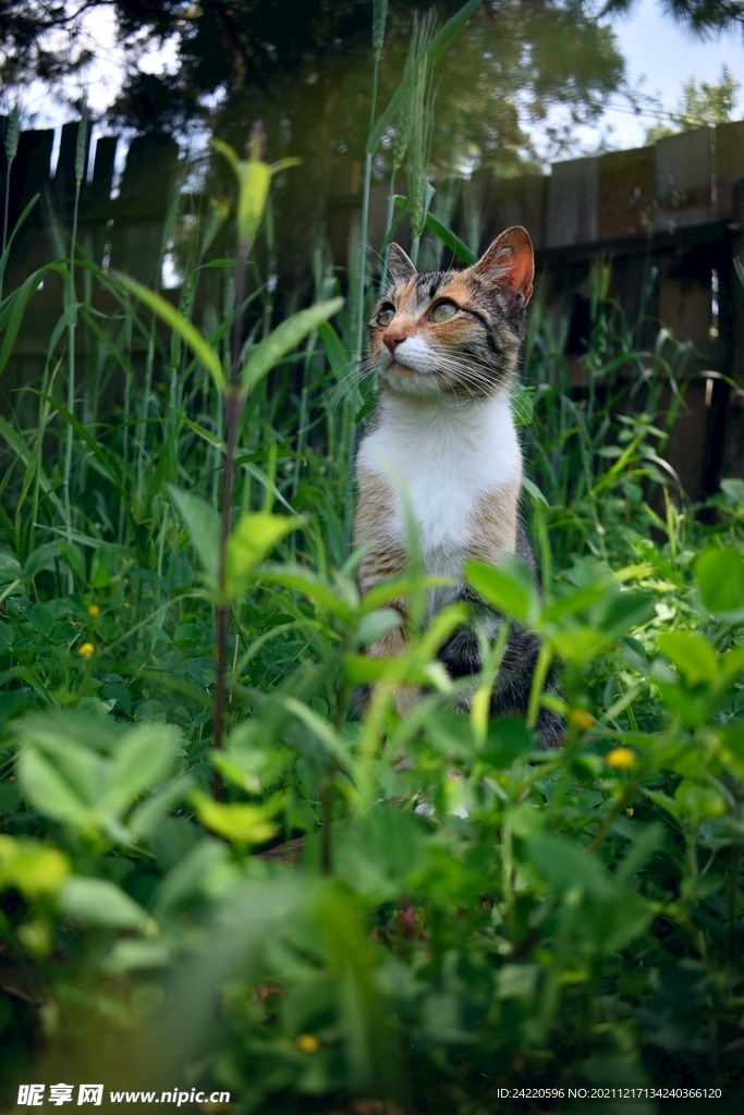 猫