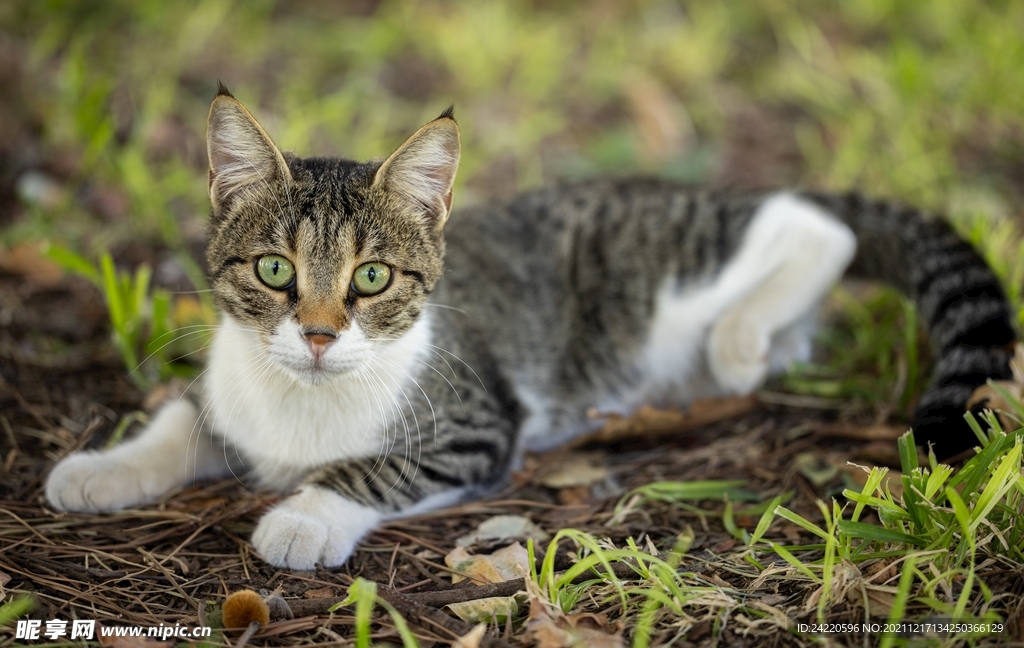 猫