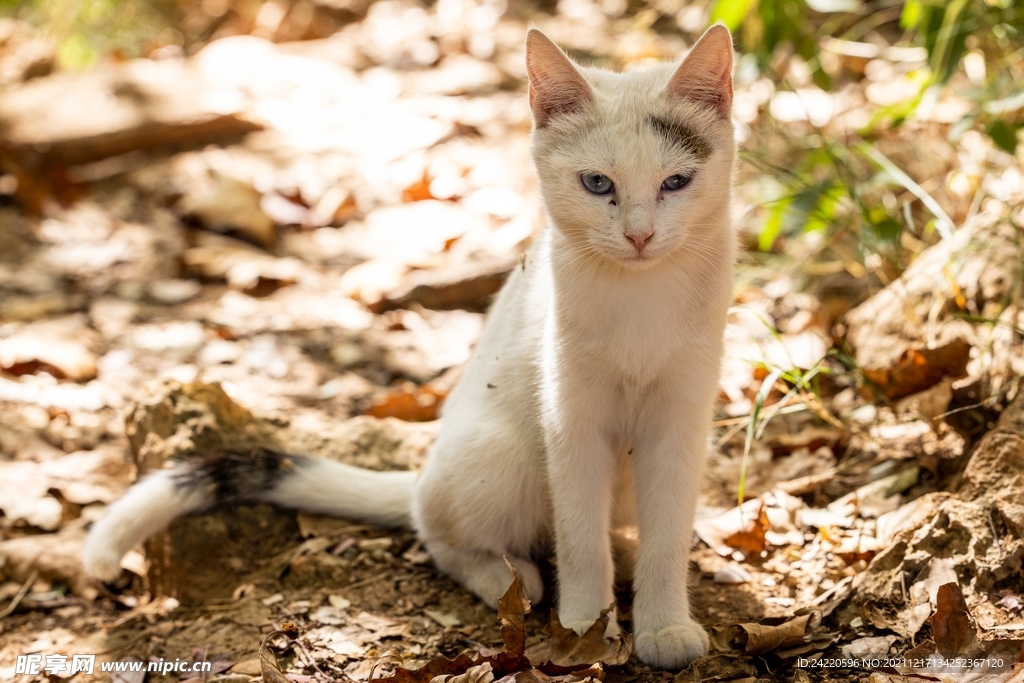 猫