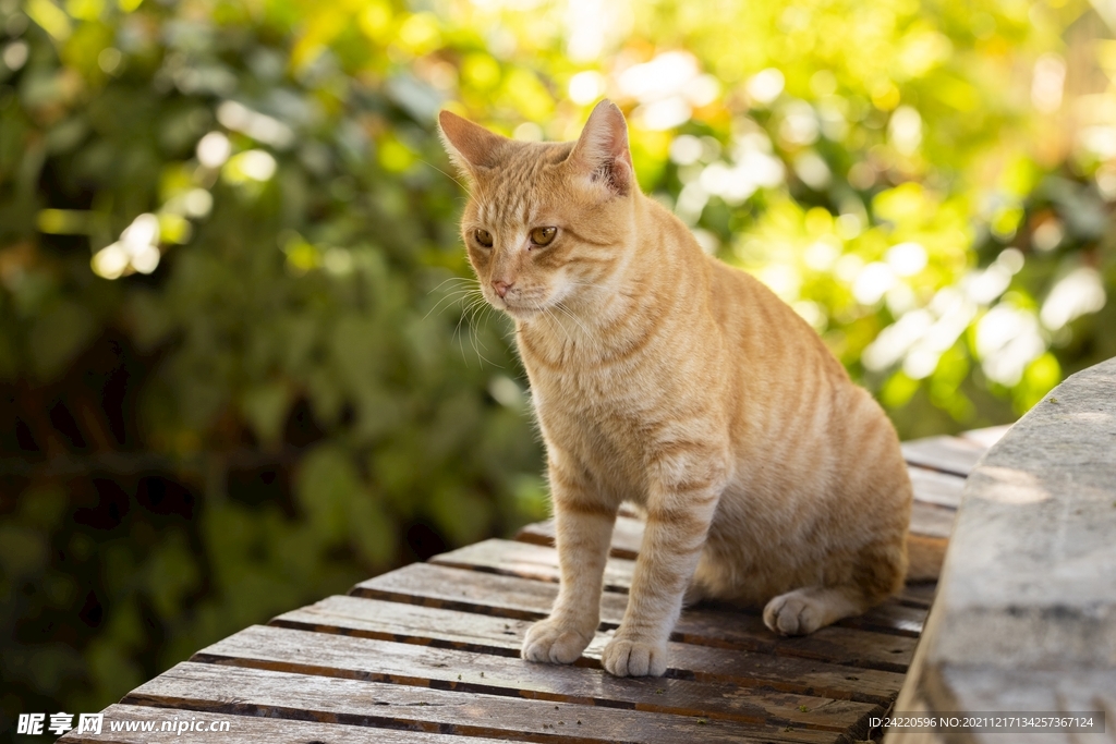 猫