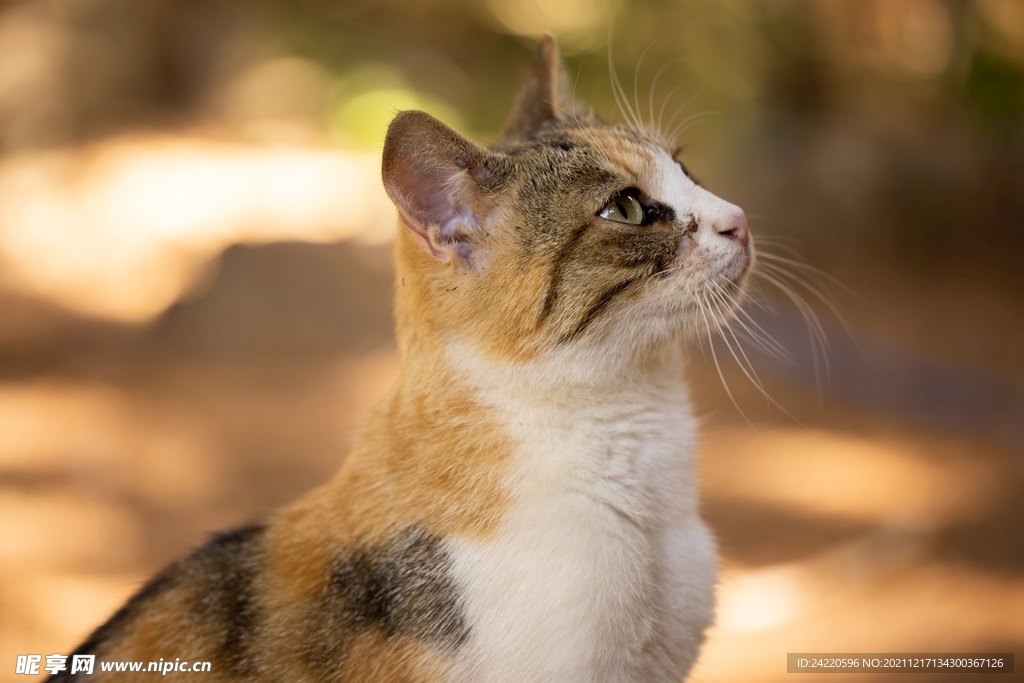 猫