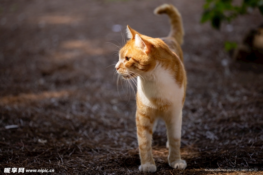 猫