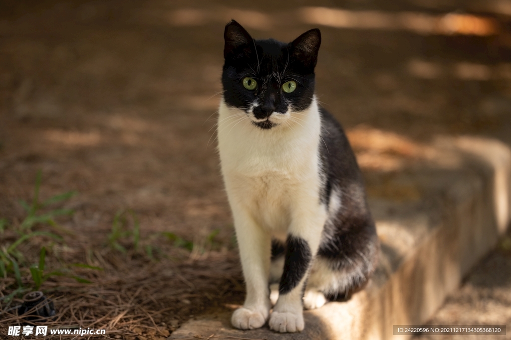 猫