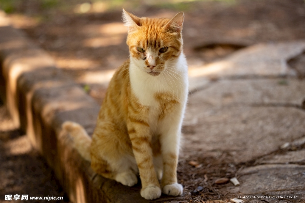 猫