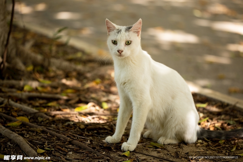 猫