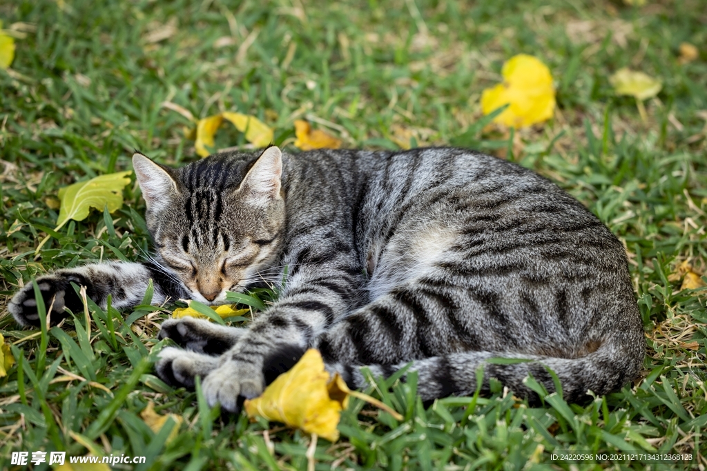 猫