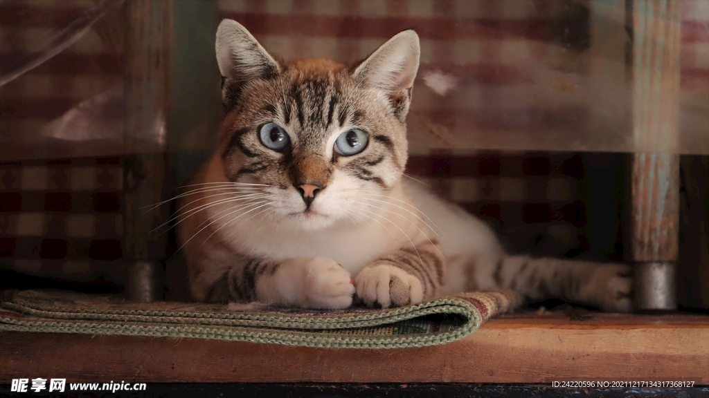 猫