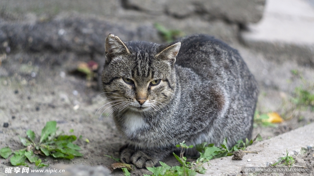 猫