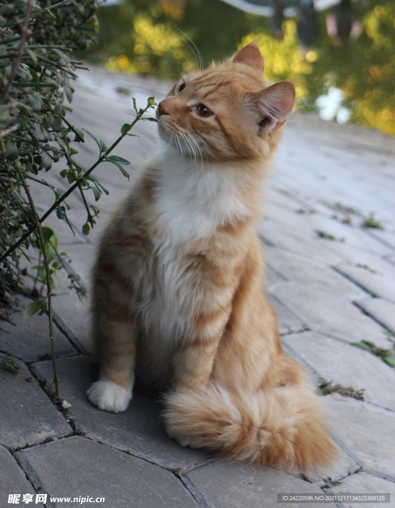 猫