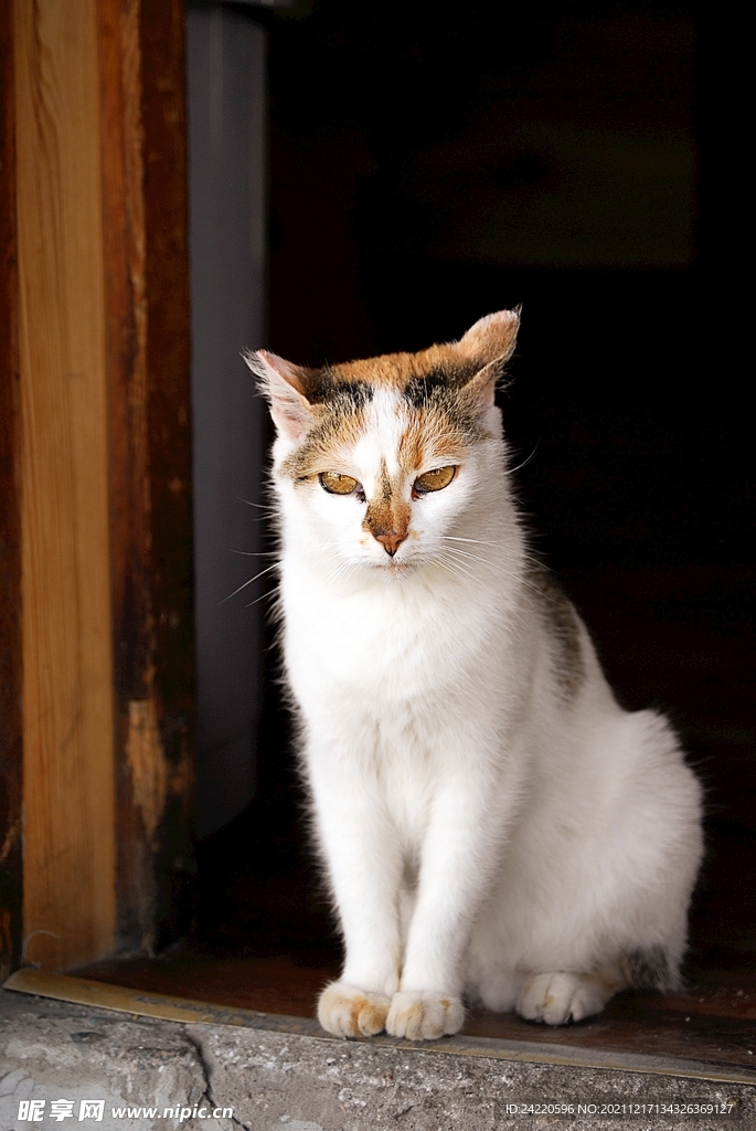猫