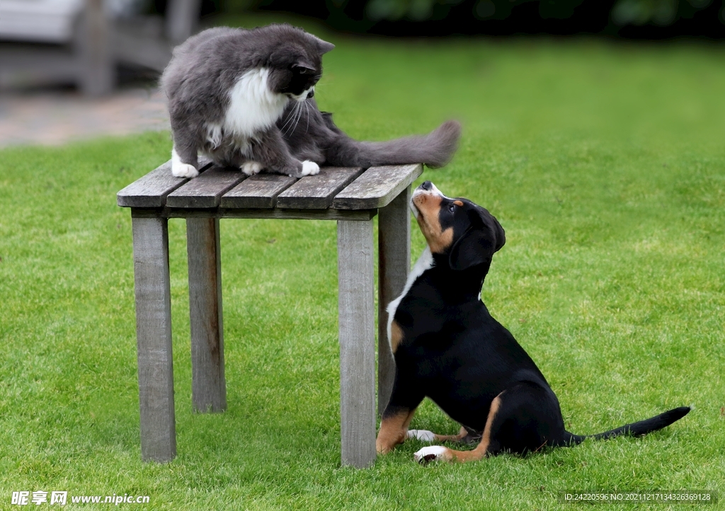 猫