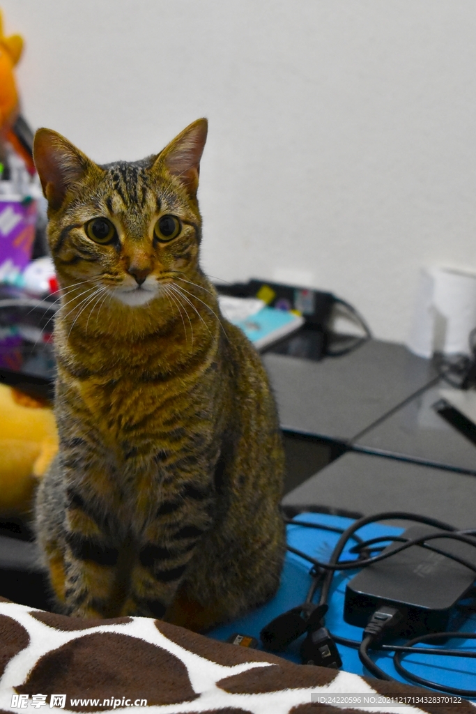 猫