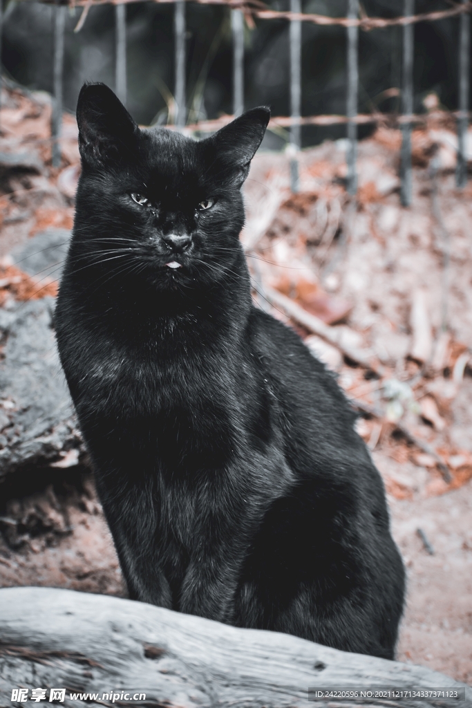 猫