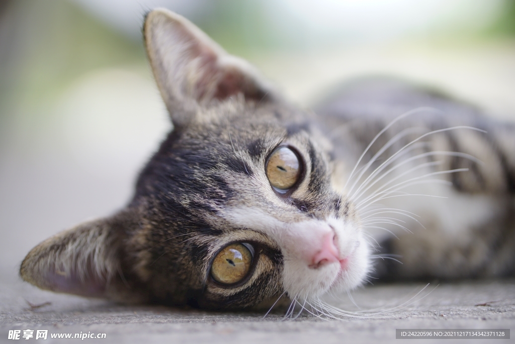 猫