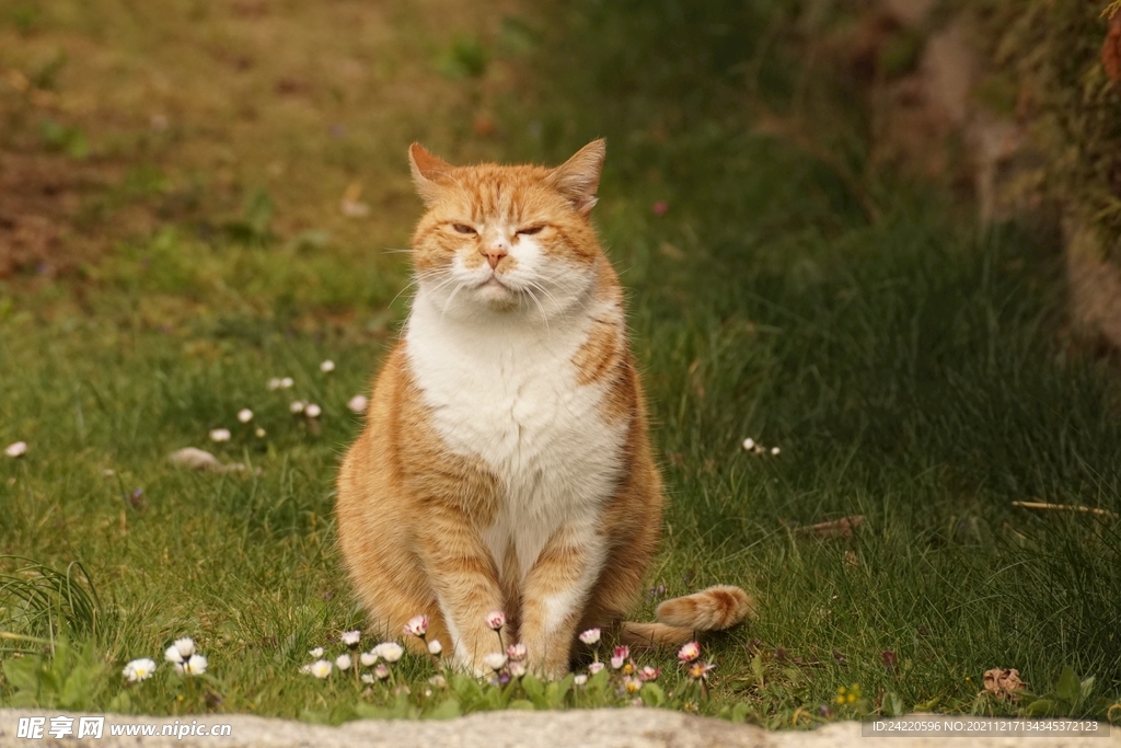 猫