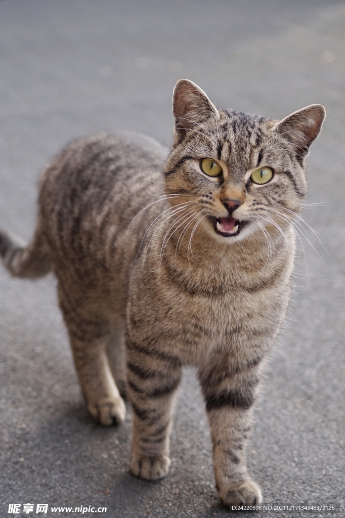 猫